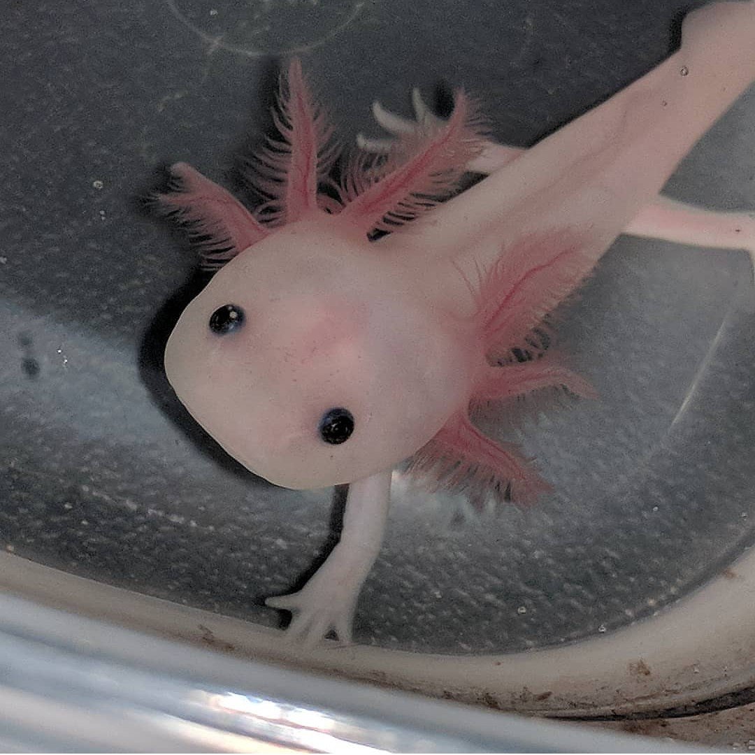 Axolotl black dota фото 67