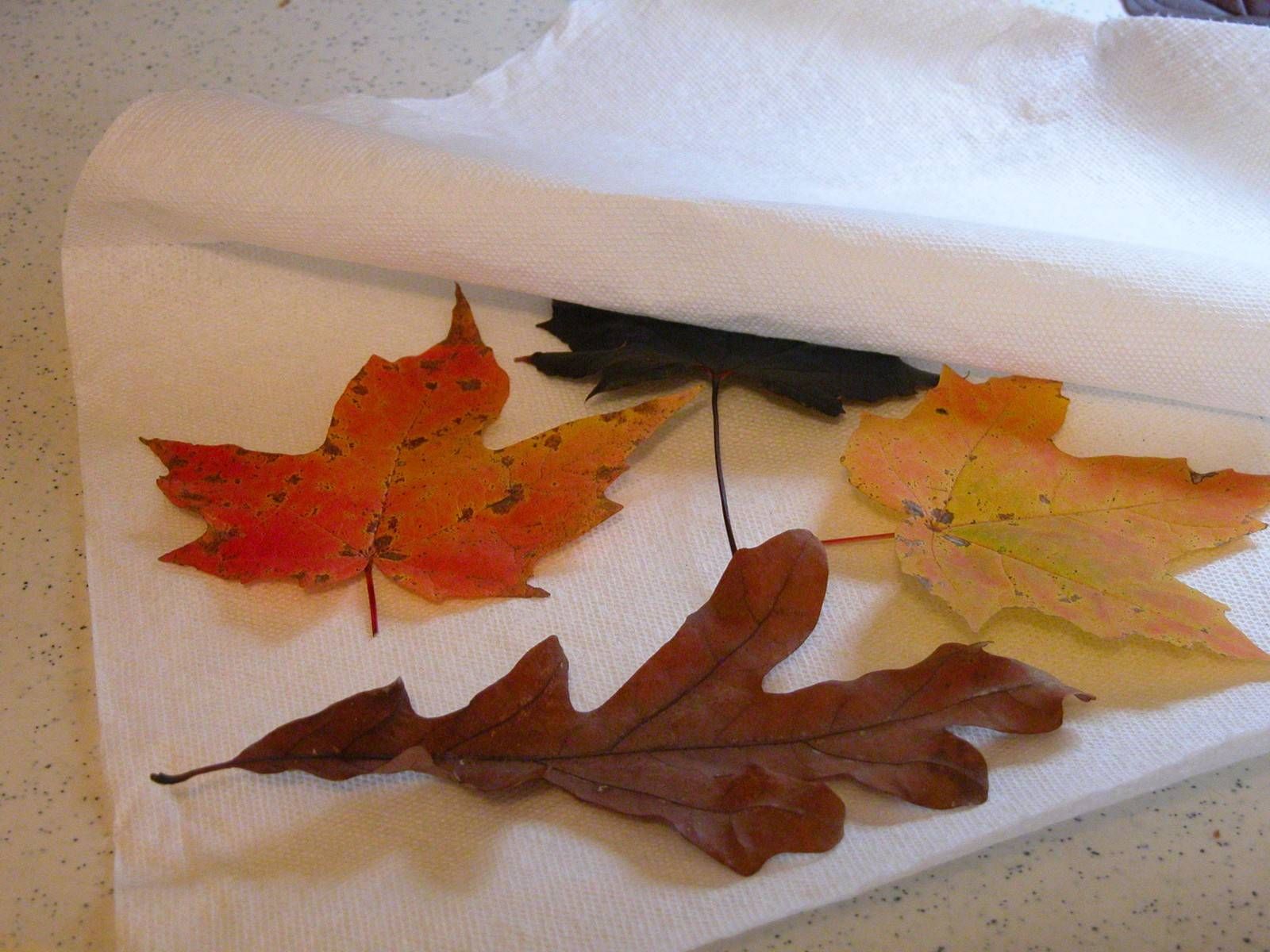 Поделки с засушенными листьями