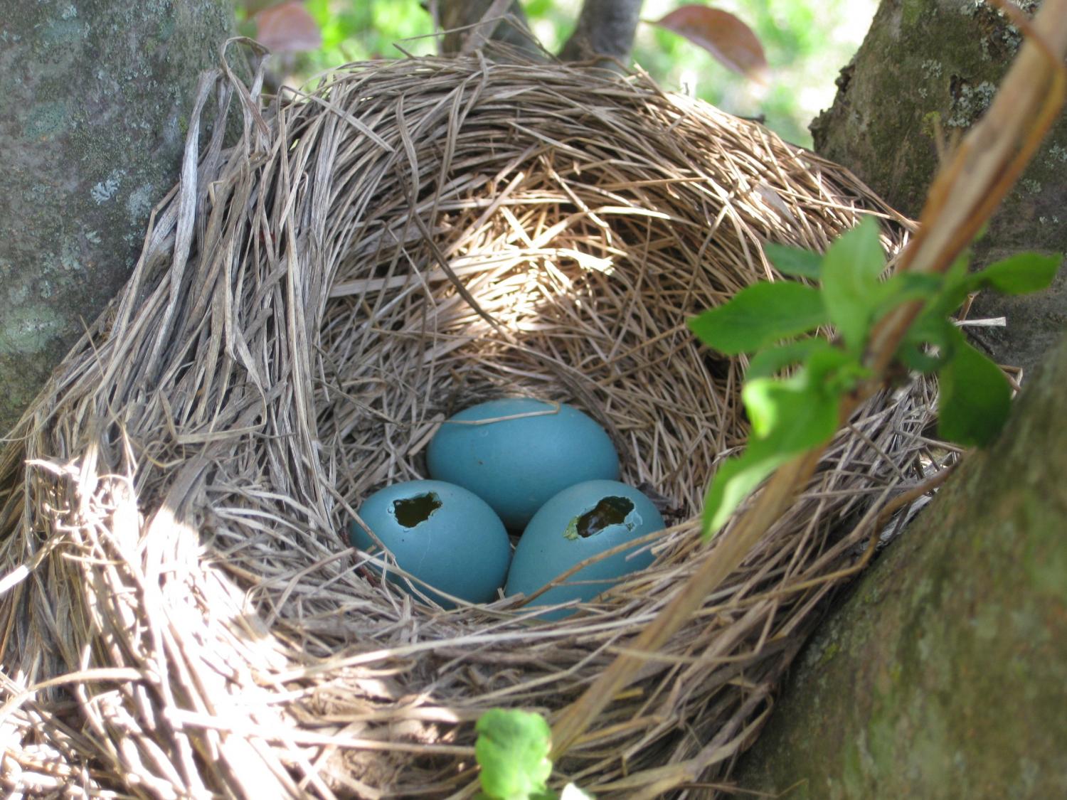 Самые красивые гнезда птиц