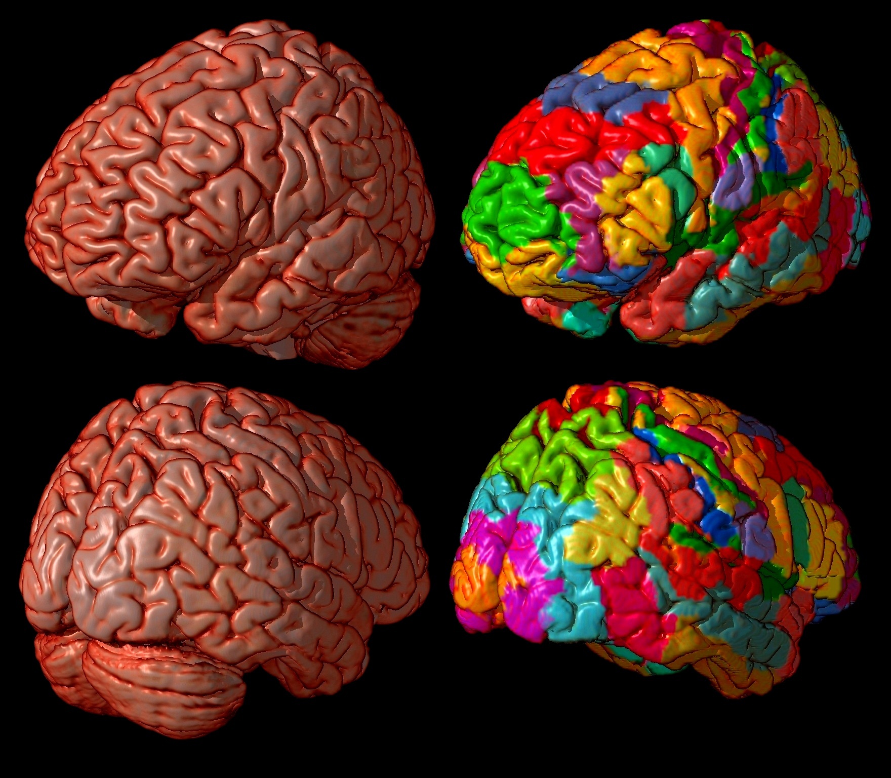 Картинка мозг человека