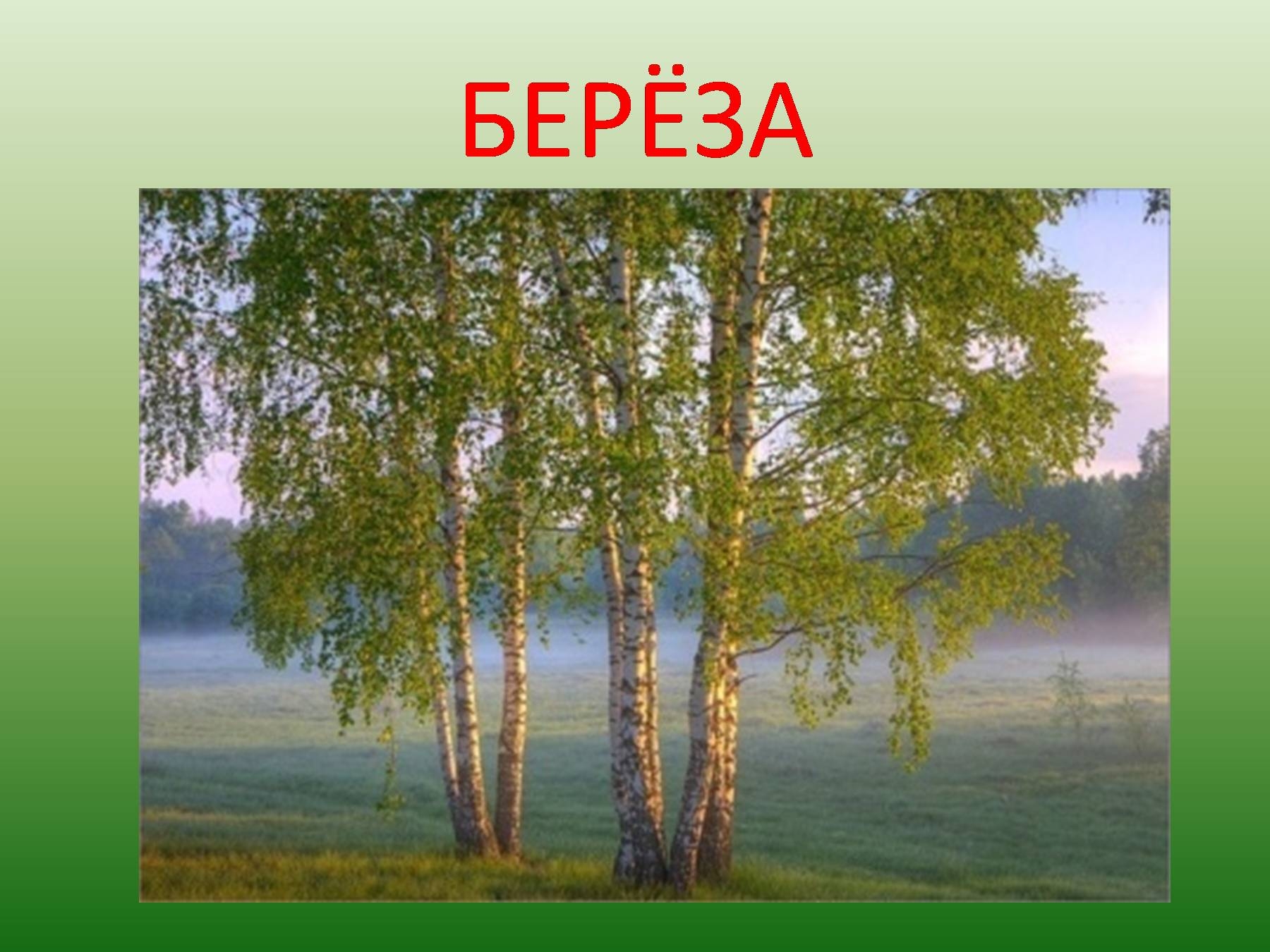 Русская берёзка символ России