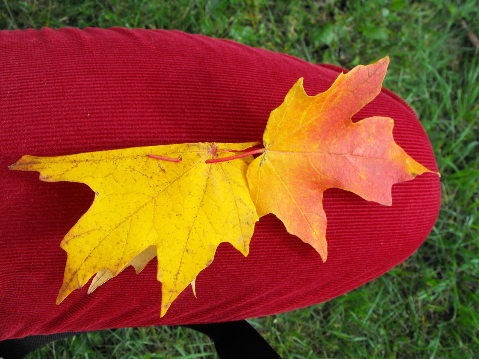 Осенняя поделка корона из листьев