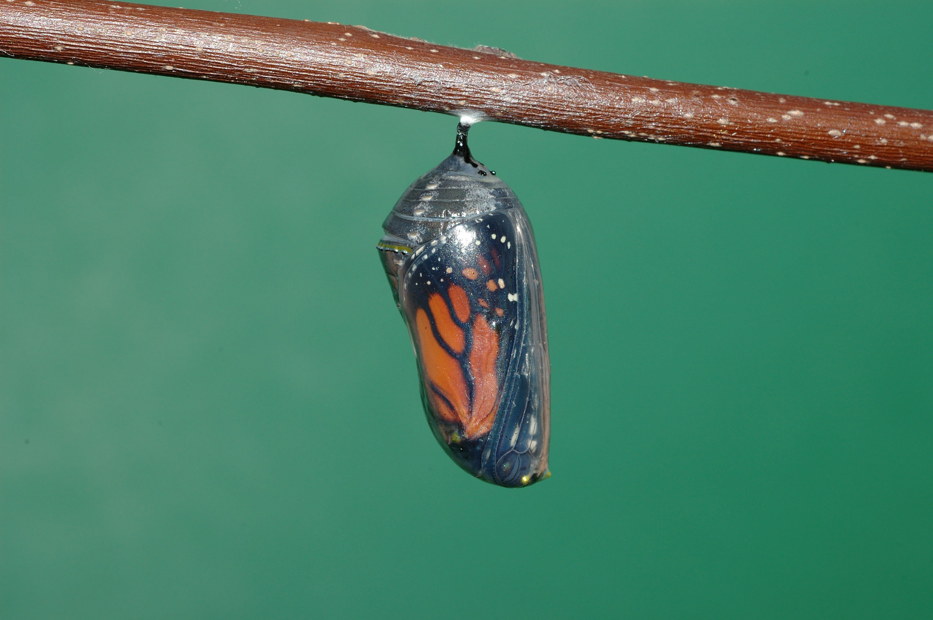 Монарх Хризалис бабочка кокон