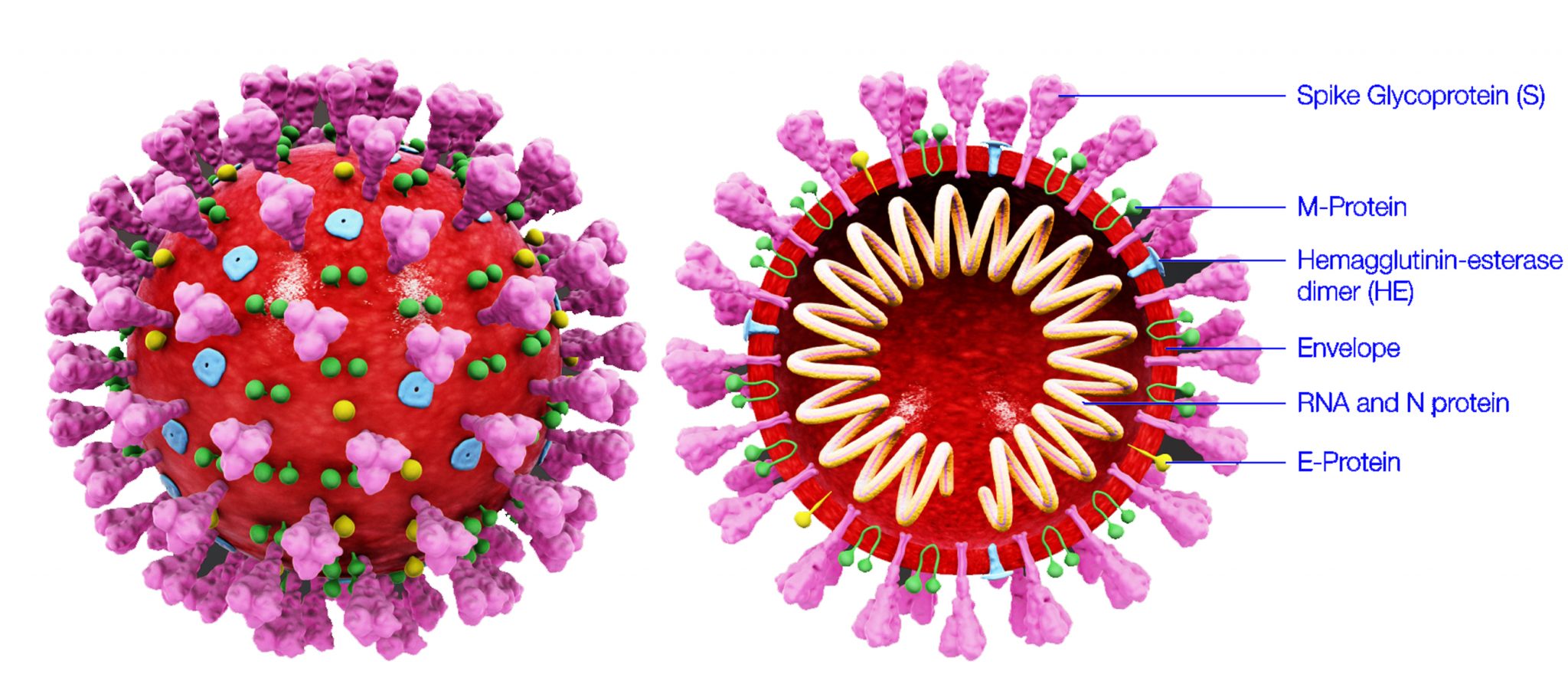 Строение коронавируса Covid-19