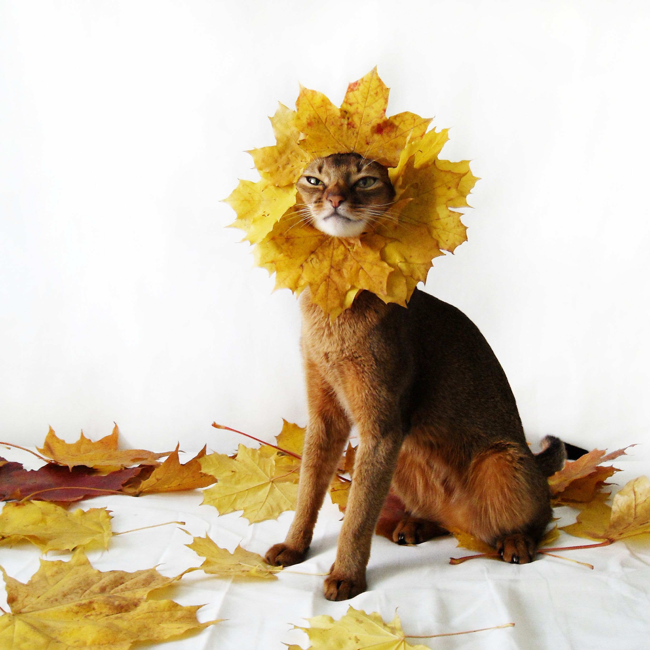 Кот из листьев