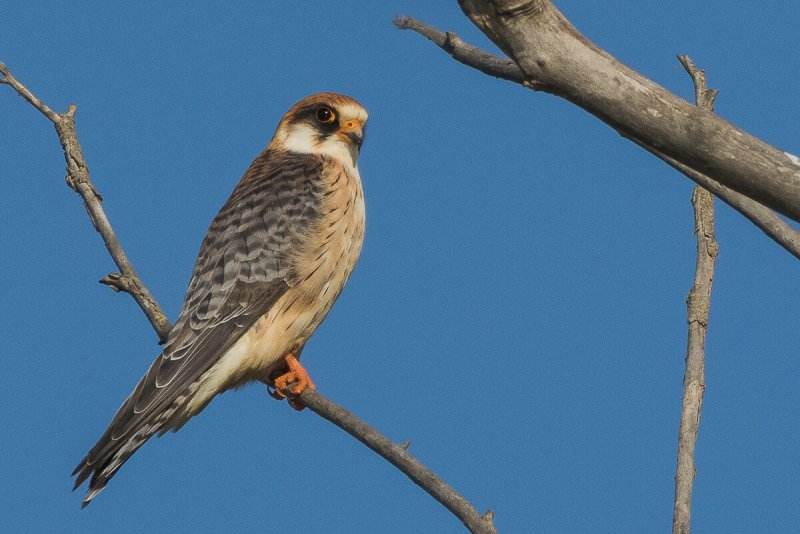 Алтайский Сокол (Falco cherrug altaicus)