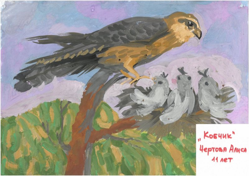 Кобчик Амурский Falco amurensis