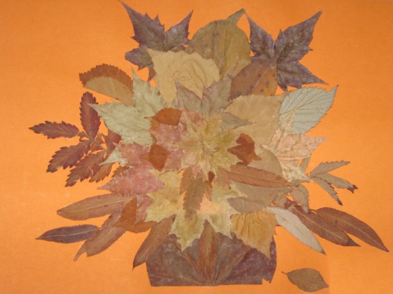 Композиция из осенних листьев на бумаге