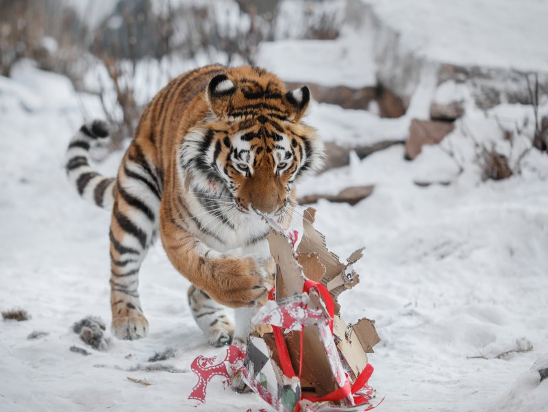 Милый новогодний тигр