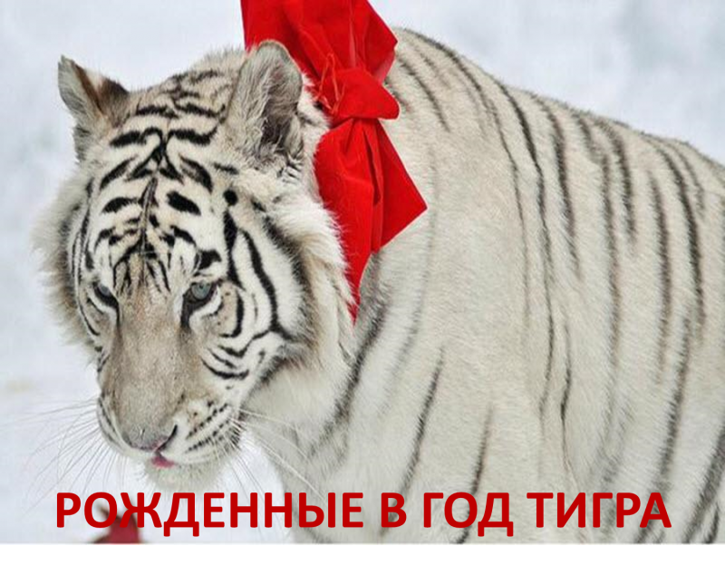 Тигр новый год