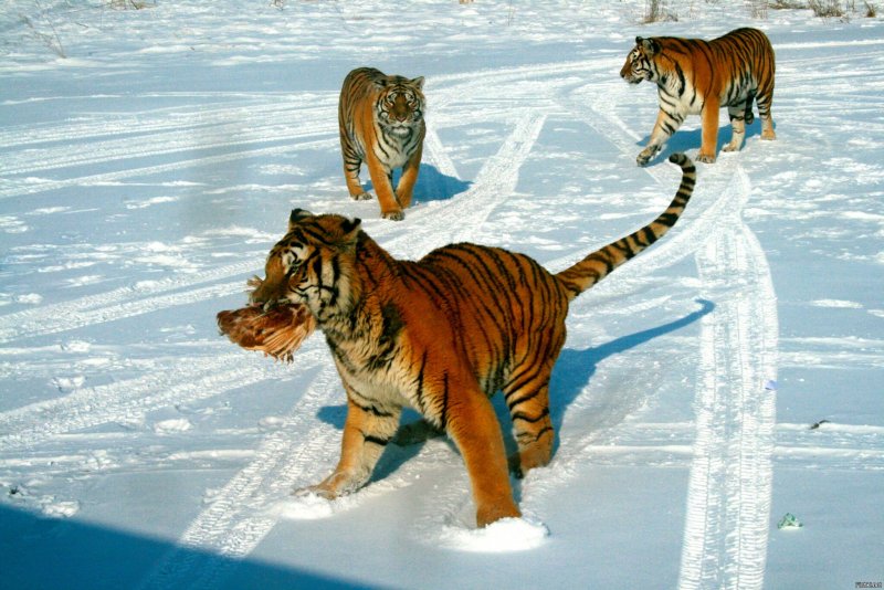 Сибирь Амурский тигр