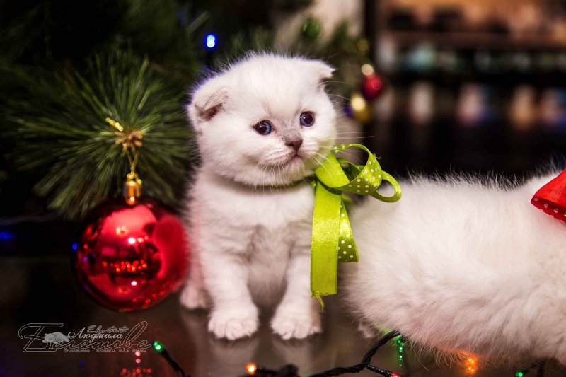 Новогодних котят 31 декабря