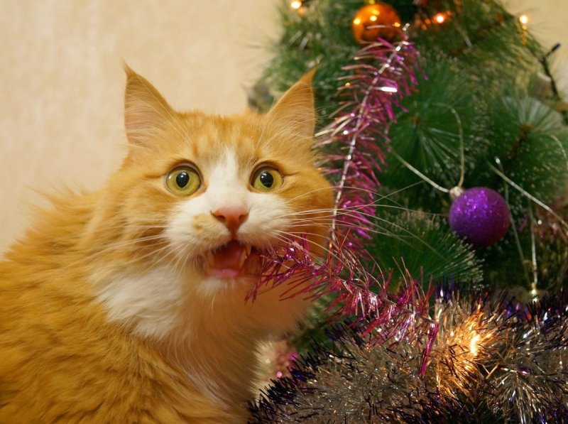 Кот и Новогодняя елка