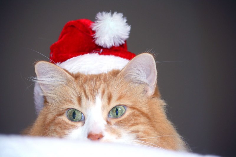 Кот в новогодней шапке