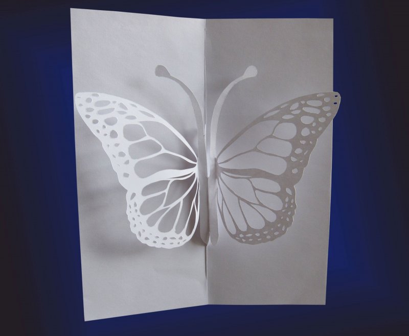 Киригами открытка бабочки