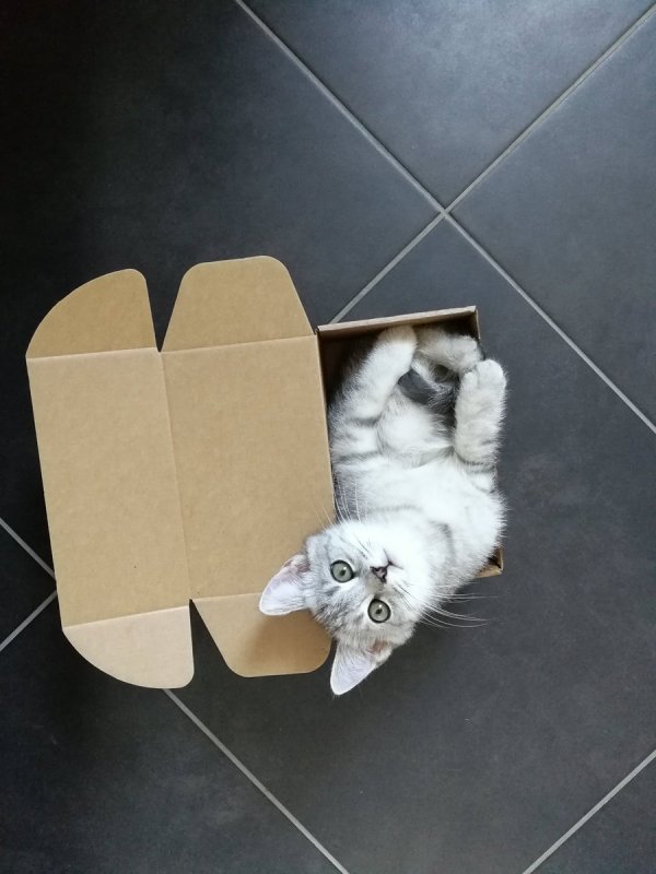 Котик в коробке поделка