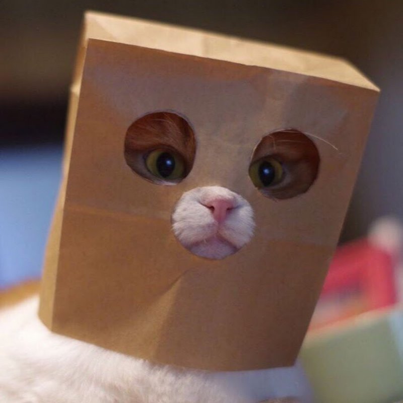 Кот в бумажном пакете