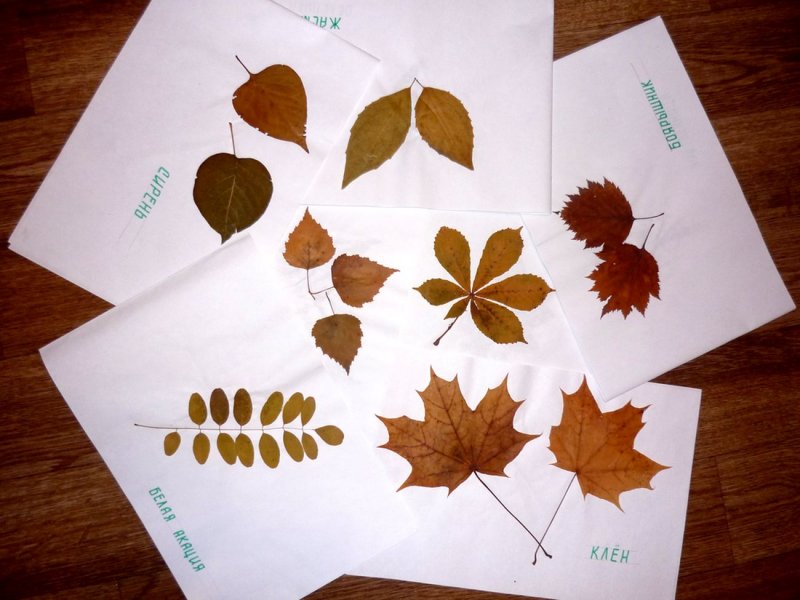 Природные материалы листья