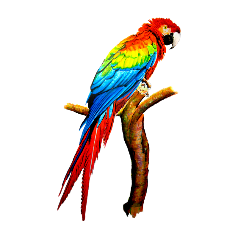 Ожереловый попугай раскраска