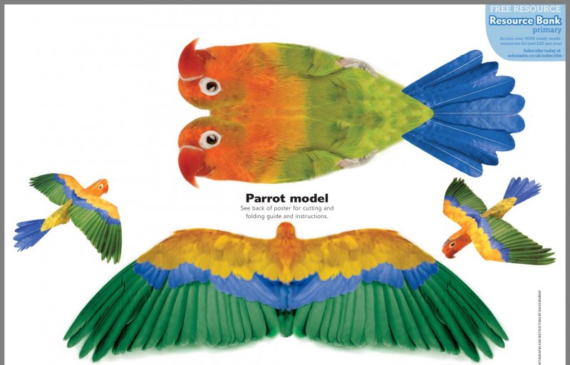 Объемный попугай из бумаги