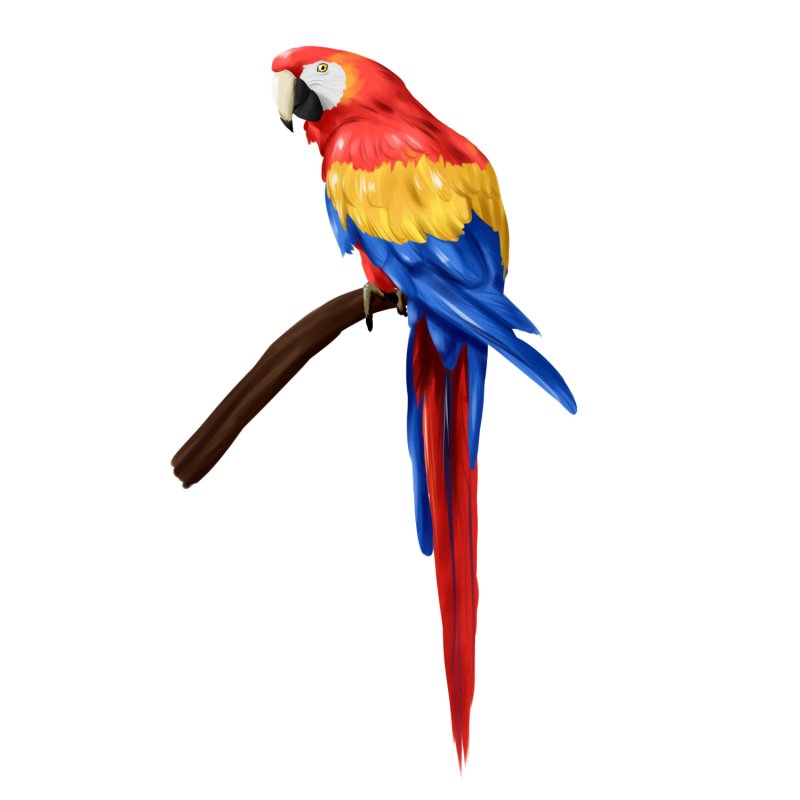 Макет попугая ара