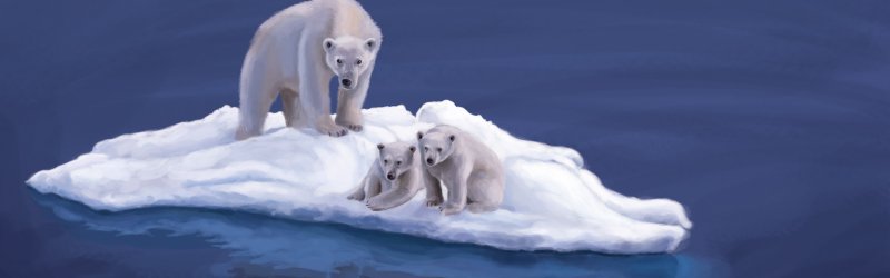 Белые медведи на Камчатке