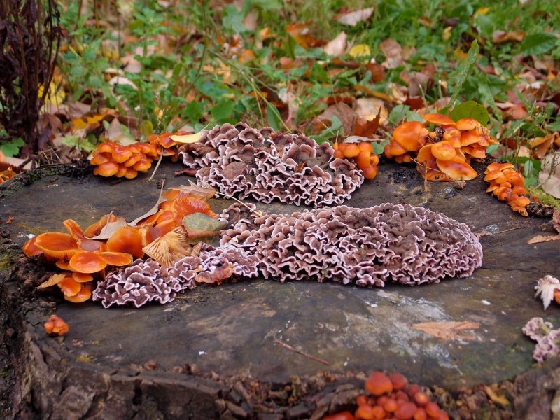 Осенние грибы на пнях