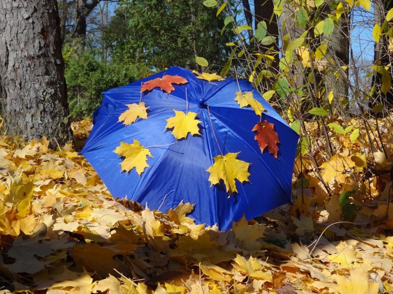 Поделка зонтик из природного материала