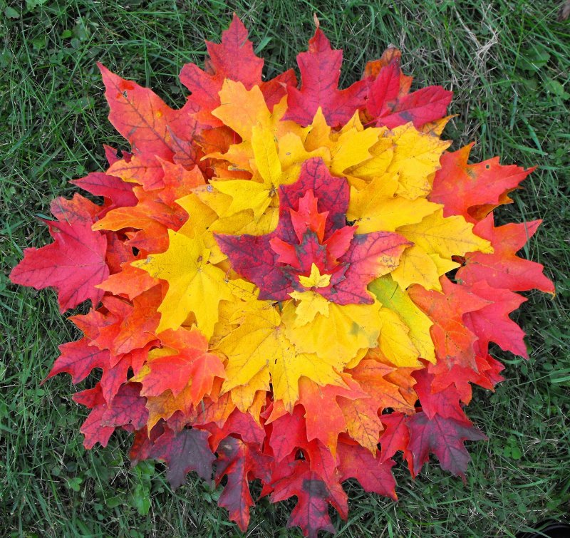Разноцветные листья букет