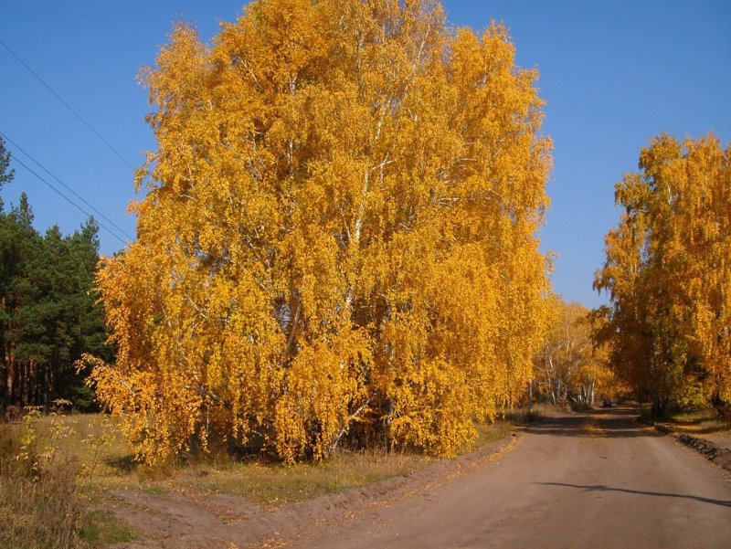 Осеннее дерево аппликация из листьев