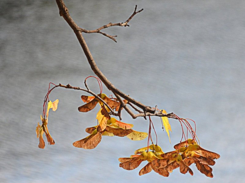 Семена клёна фото осенью