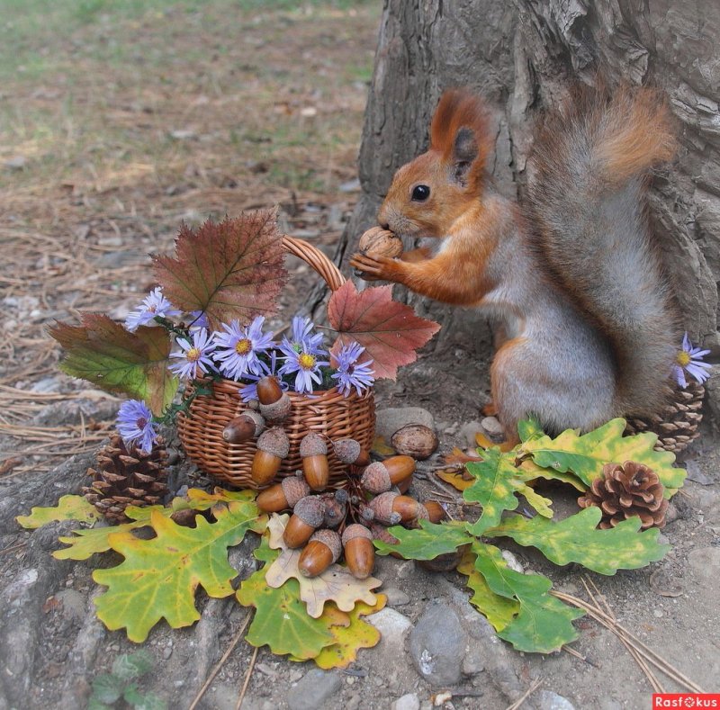 Белочка с орешками осенью