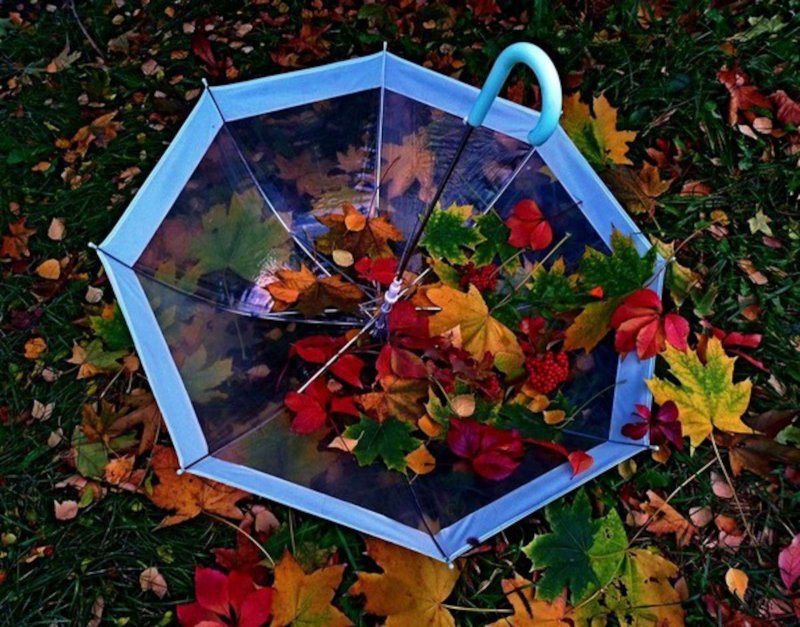 Зонтик из листьев клена