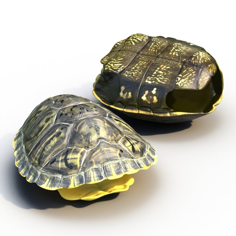 Timex Tortoise Shell