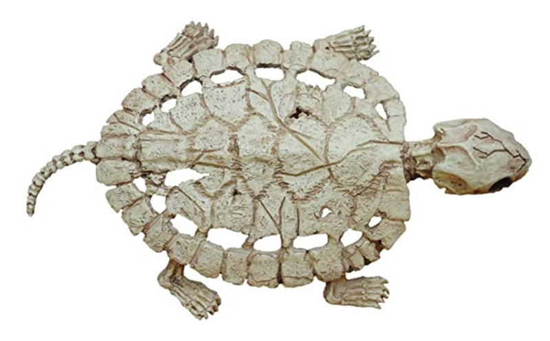 Черепаха панцирь скелет