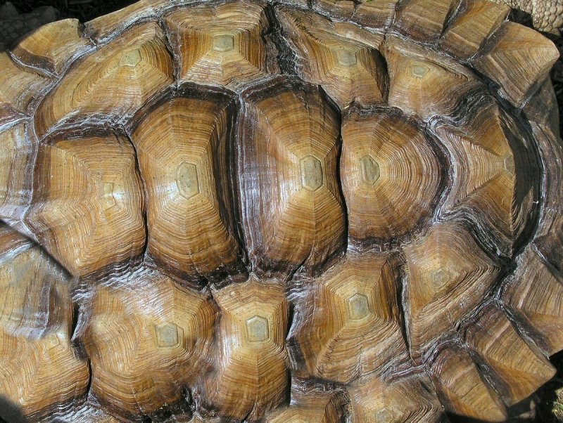 Панцирь черепахи фактура