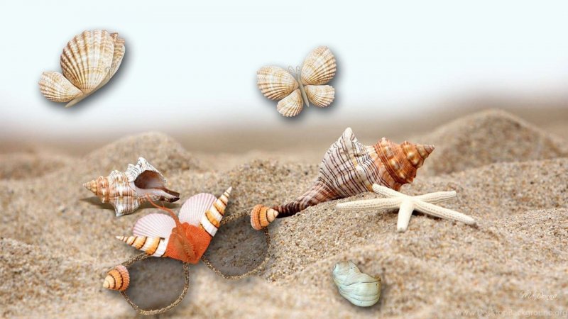 Море песок ракушки