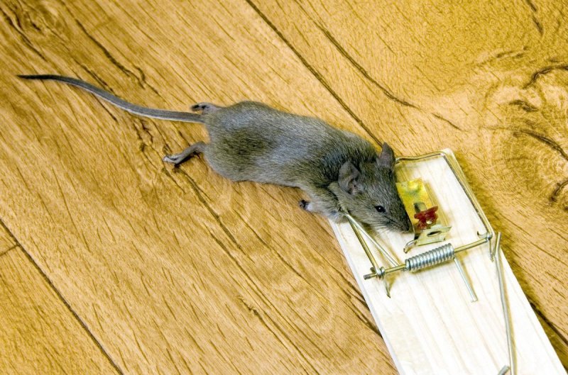 Мышеловка с мышью