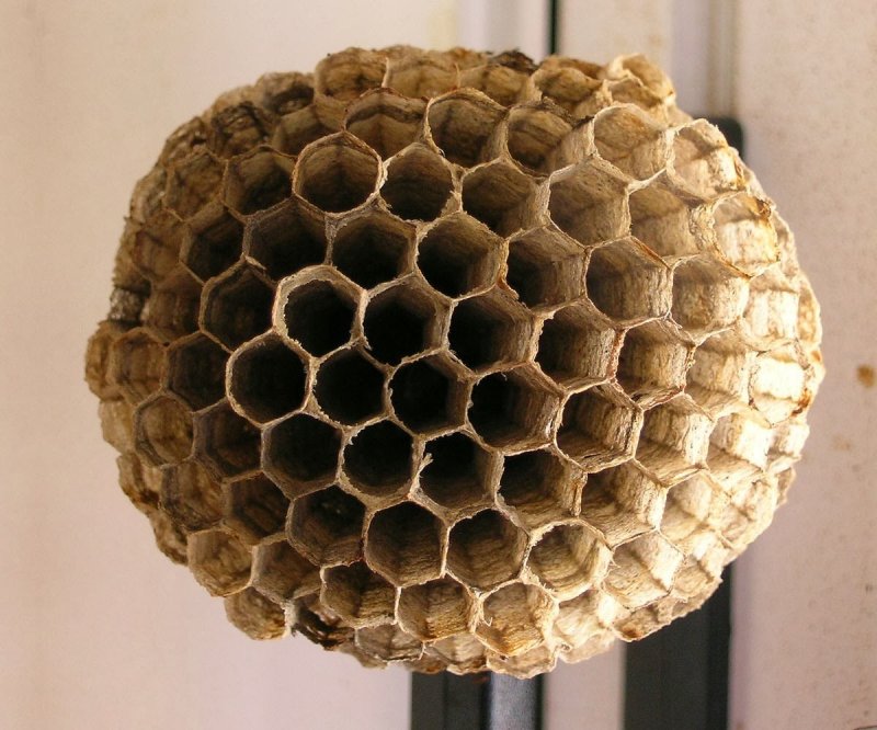 Форма пчелиных сот в геометрии