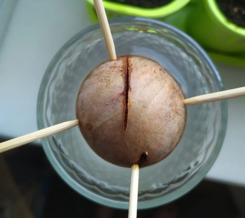 Прорастить авокадо из косточки