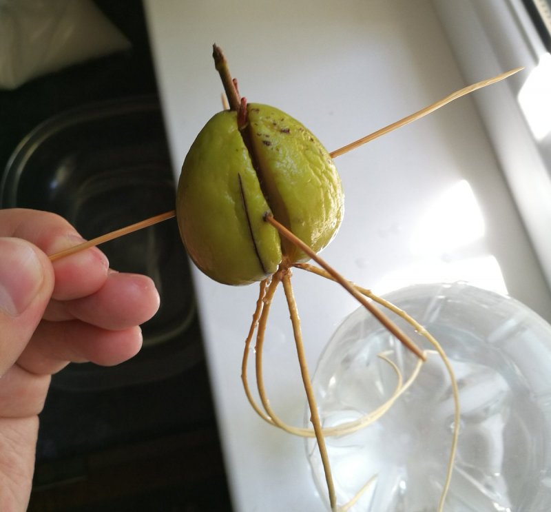 Росток авокадо из косточки