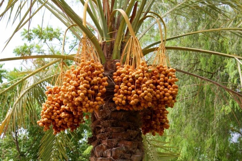 Семена финиковой пальмы