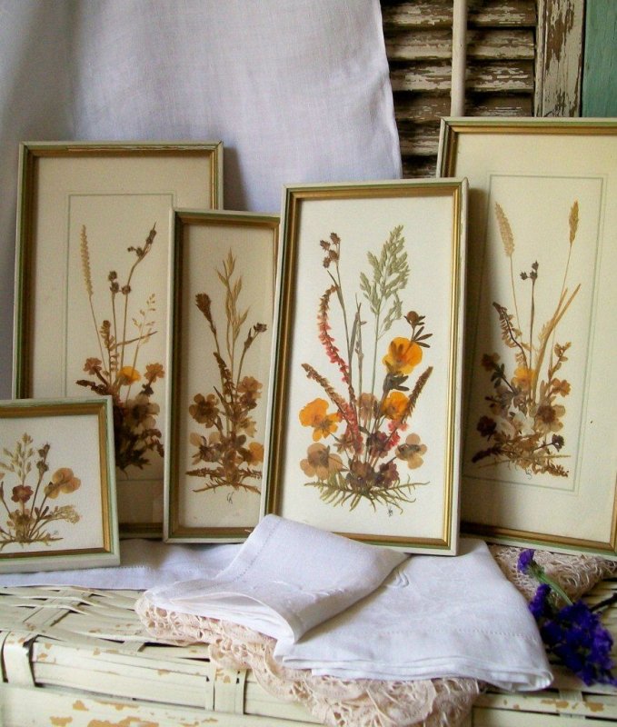Картины из сухих растений гербарий