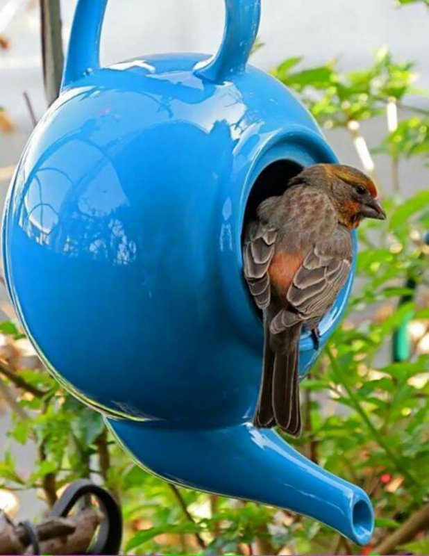 Кормушка из чайника для птиц