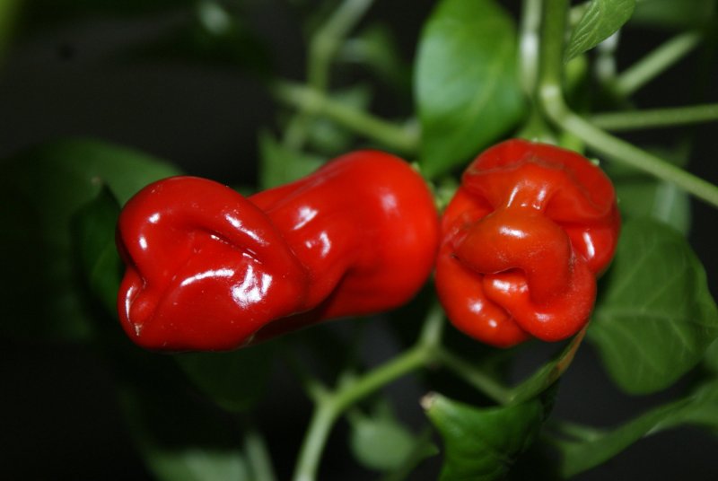 Capsicum annuum ‘Peter Pepper Red’