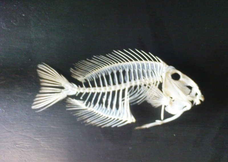 Скелет рыбы пилы