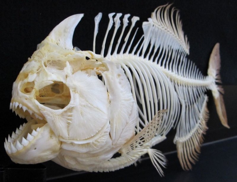 Рыбья кость фото