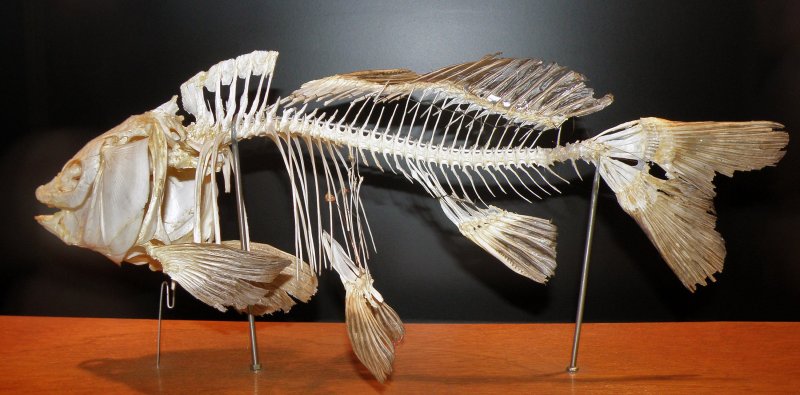 Скелет древней рыбы