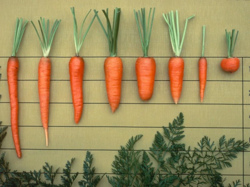Форма моркови