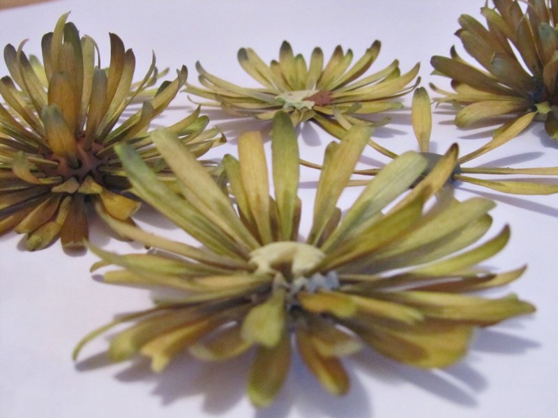 Хризантемы из семян ясеня